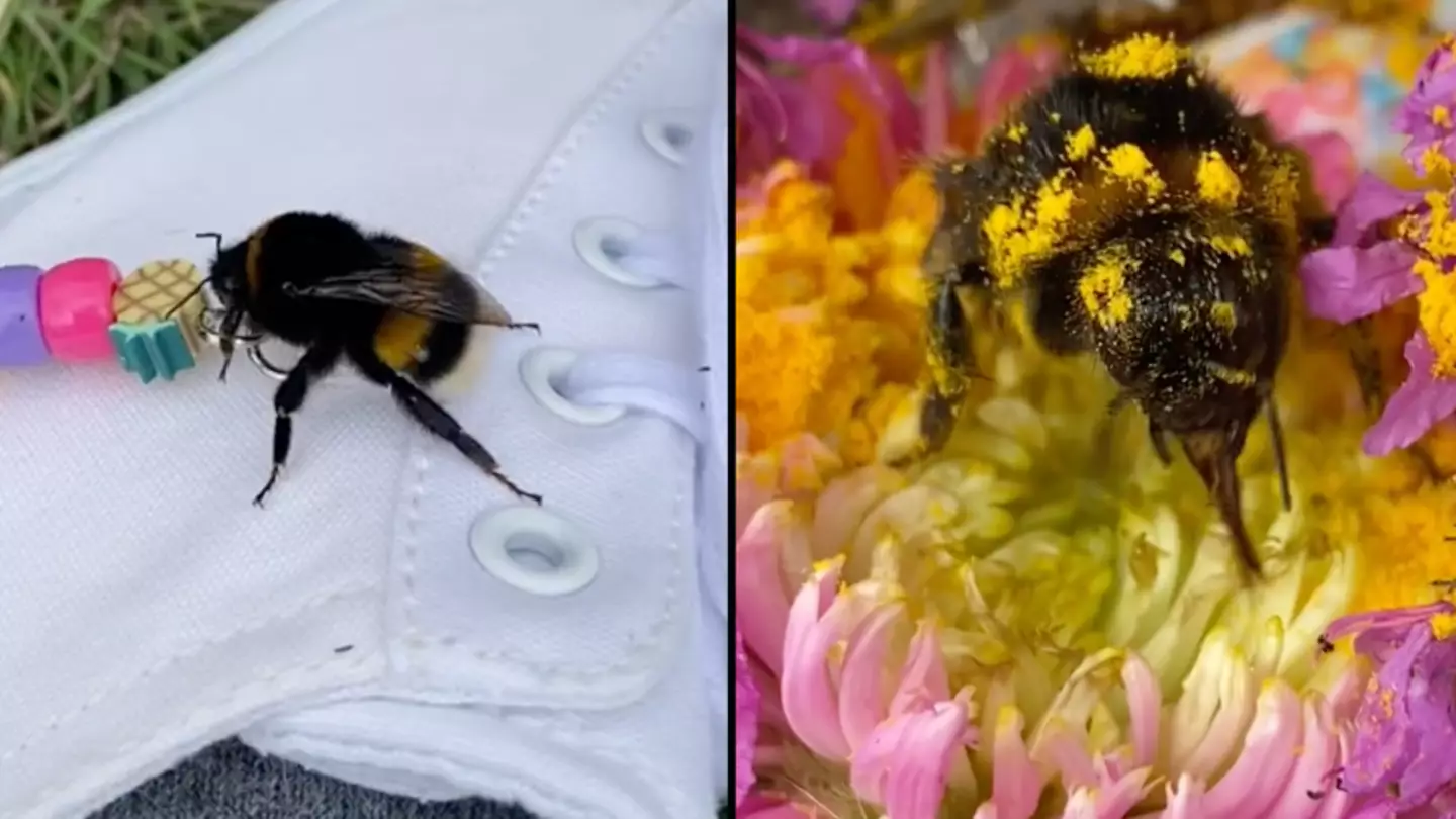 Woman nurses one-winged bumblebee back to full health after taking it to her home
