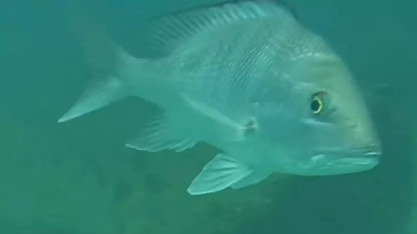 Man drops GoPro under boat to find out true reality of what’s underneath