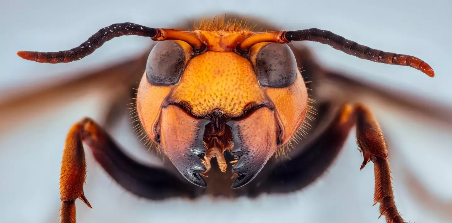 An Asian hornet.