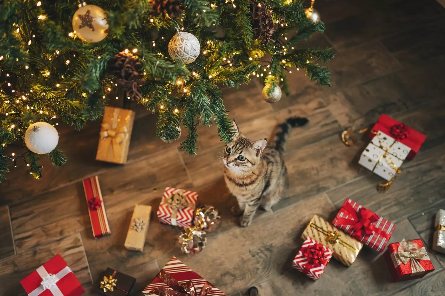 Have you ever thought about how much dust and dirt could accumulate in your tree? (Getty Stock Images)