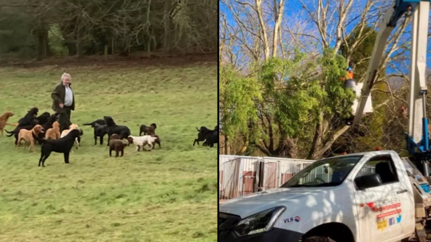 Thirteen Dogs Killed In UK Storm After Wind Rips Down 11,000 Volt Cables