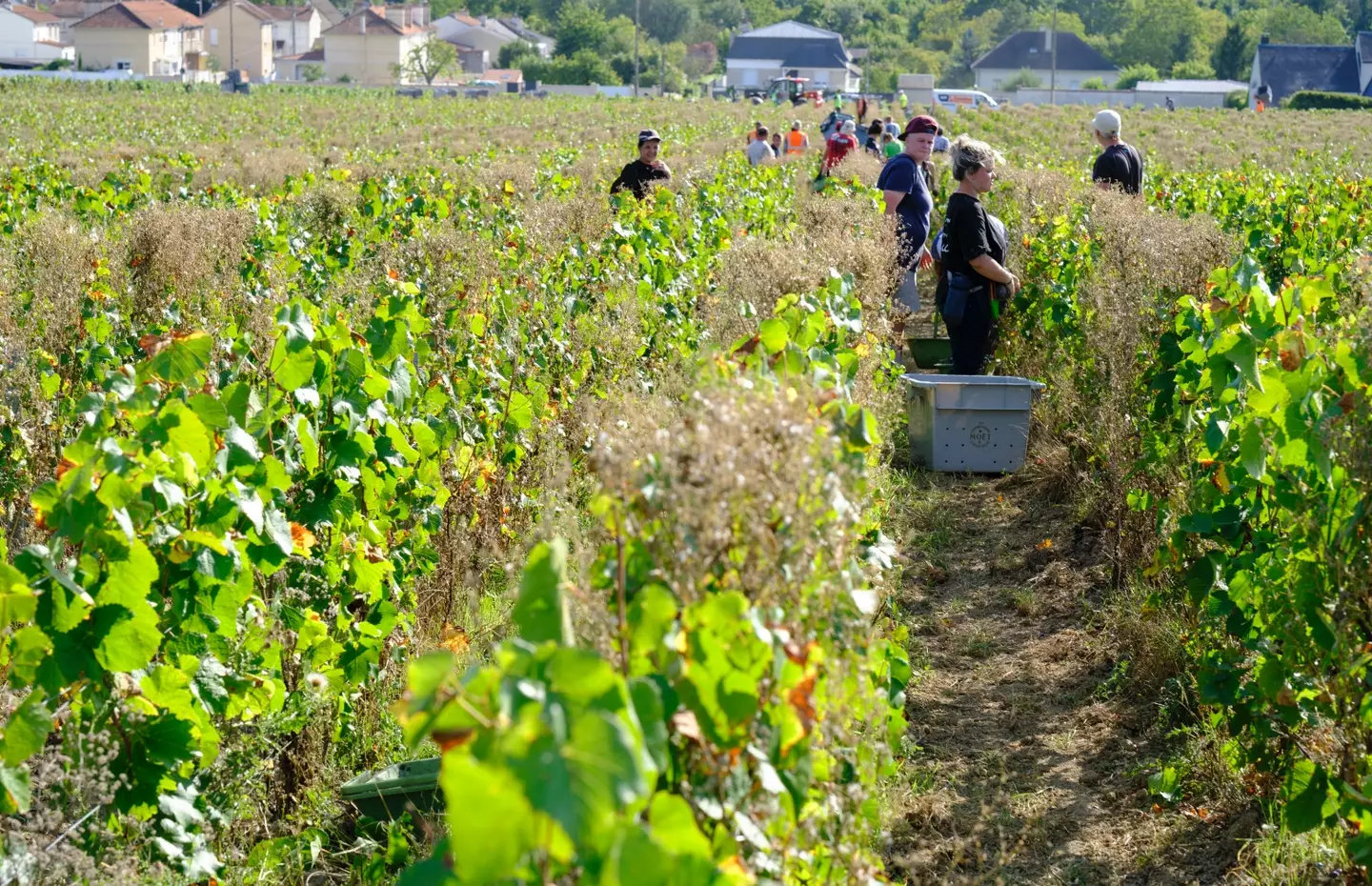 Adrian's vineyard on his estate is said to be inspired by those in the Champagne region of France (stock image) (Thierry Monasse/Getty Images)