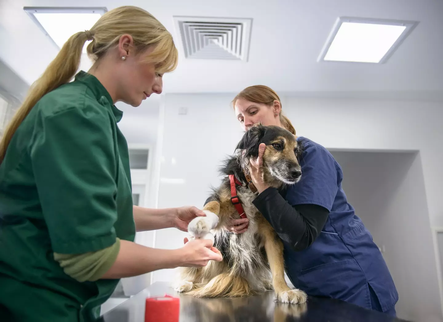 A dog being held by a nurse while the veterinarian inspects it.