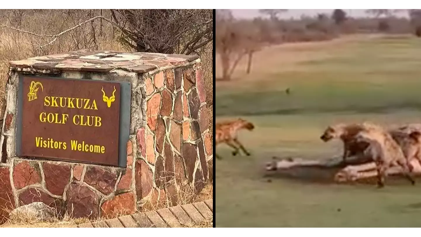 Giraffe torn apart on 'world's wildest golf course' where players have to sign waiver in case they're eaten