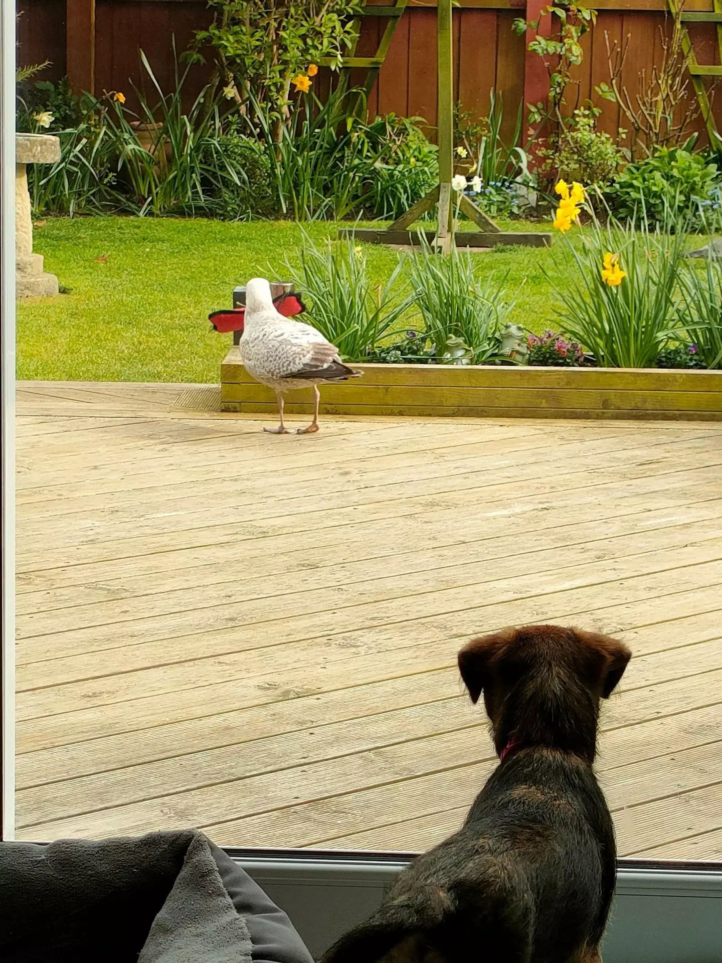 Arch nemesis, Peg stares down Cedric.