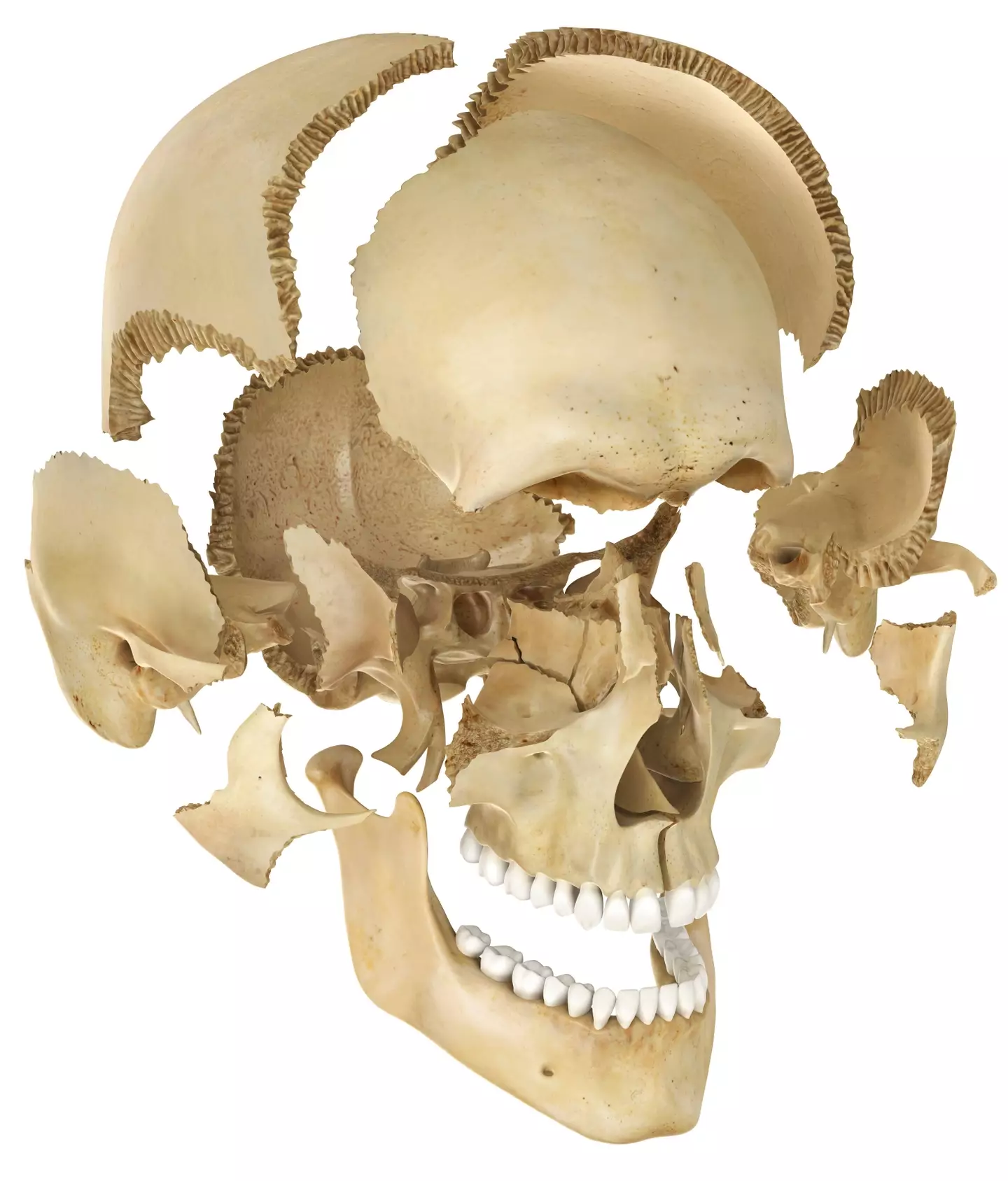 The skull is actually made up of several different bones and joined together with sutures.