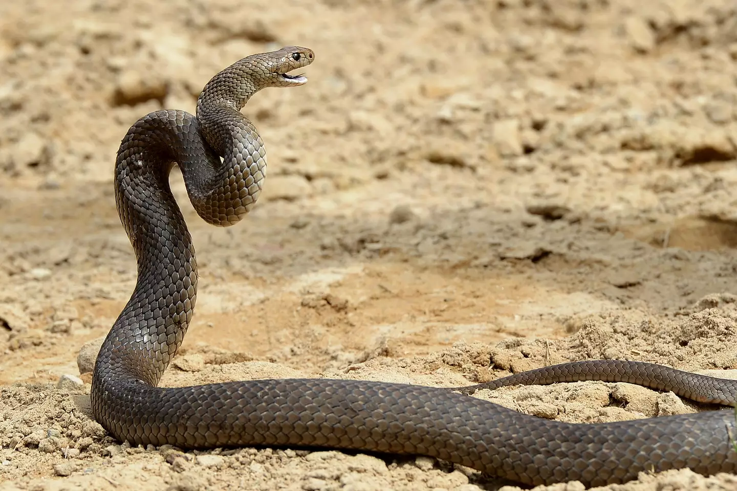 Eastern Brown Snakes are packed with a powerful venom that can kill.