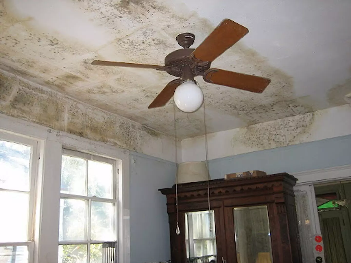 When mould appears in houses, it's a cause for concern.