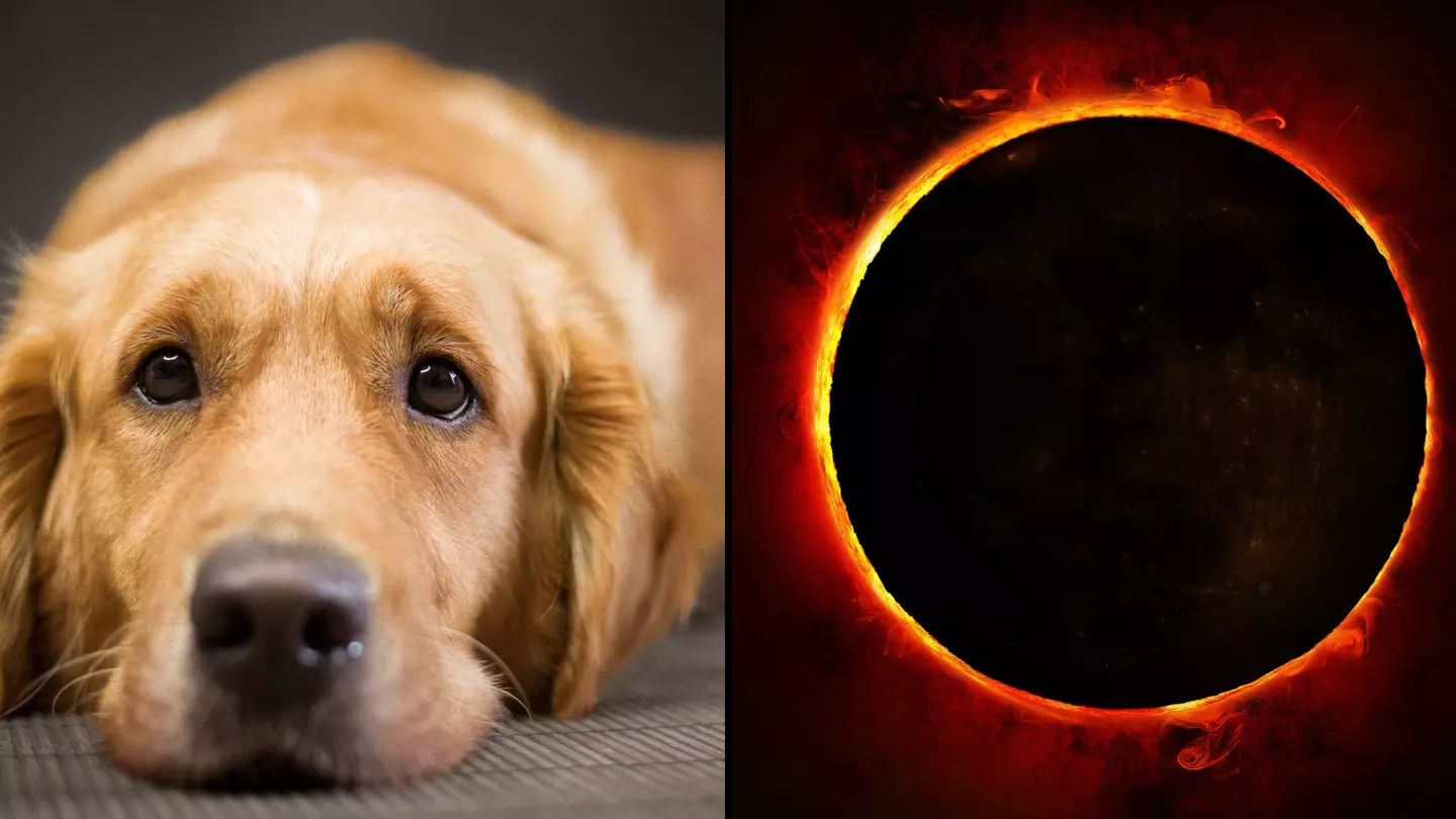 People with cats or dogs sent warning ahead of solar eclipse today