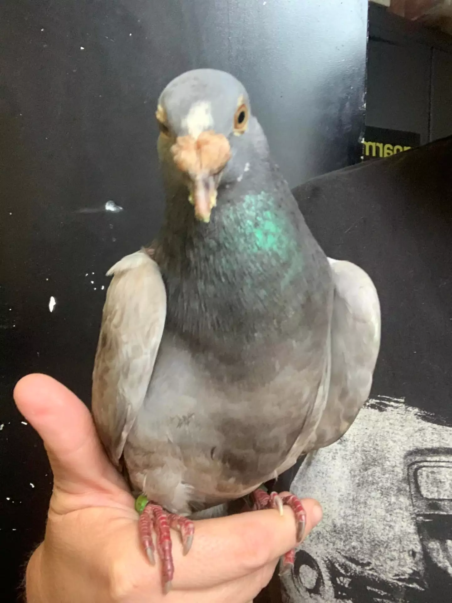 Here's Bob the pigeon.