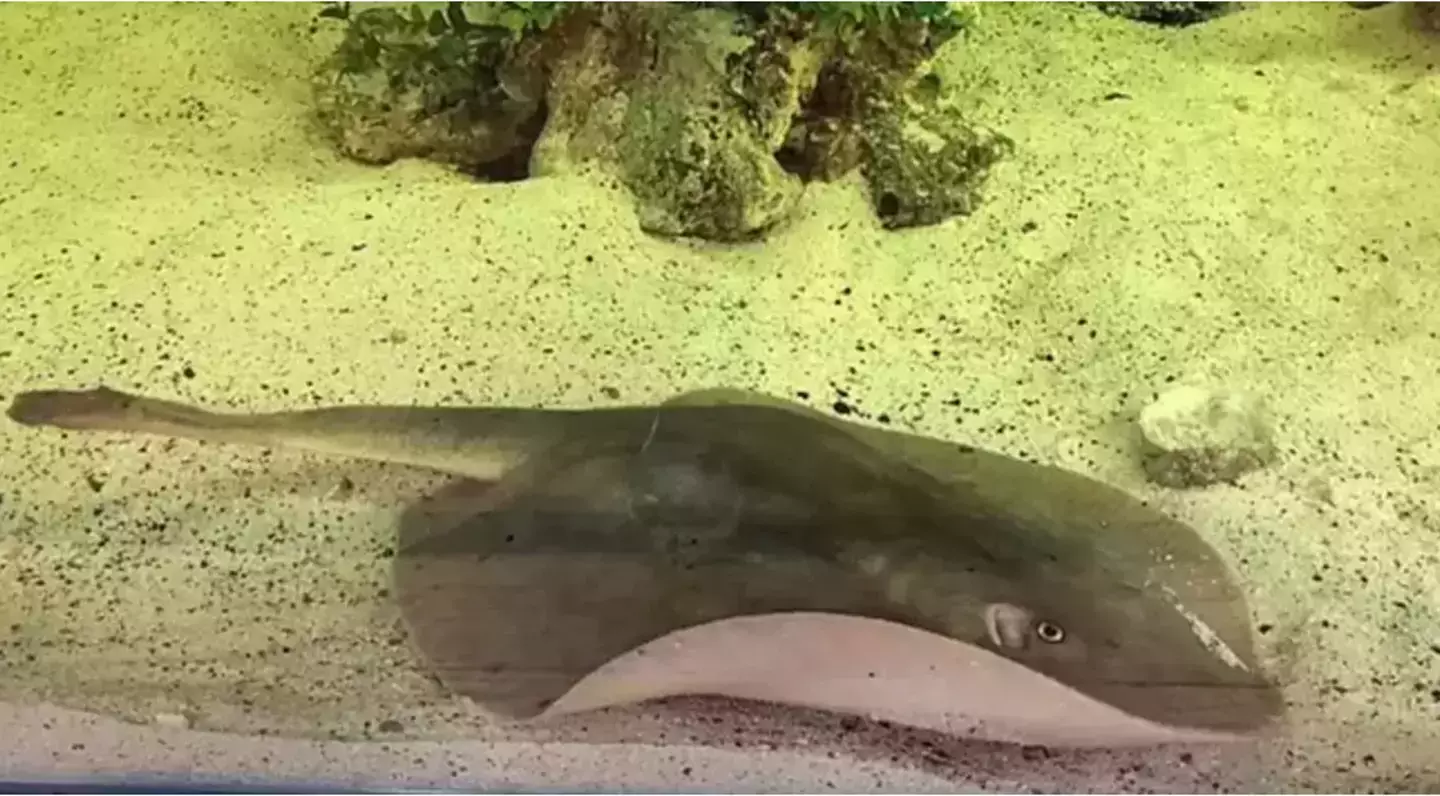 The stingray somehow got pregnant without a male mate.