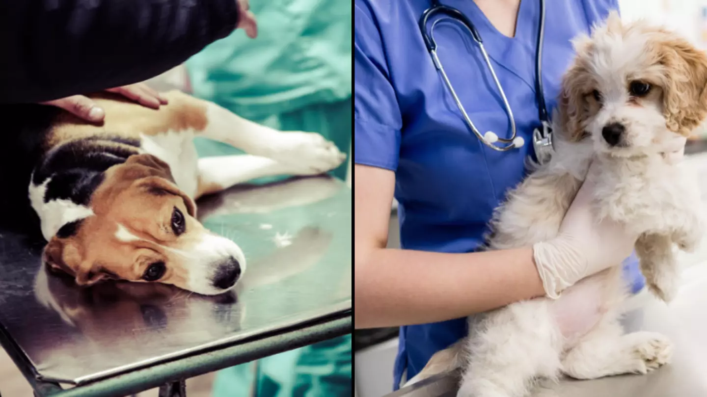 Vet Urges Owners To Be With Dogs As They're Being Put Down