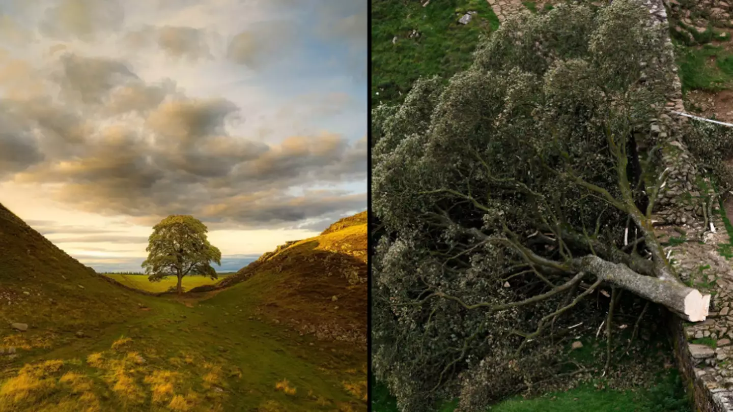 Two men charged after world famous Sycamore Gap tree was felled