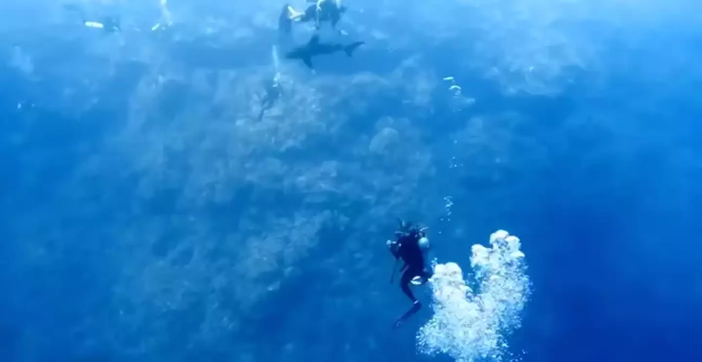 The shark got close to the divers, and may have been trying to investigate the bubbles from their oxygen tanks.