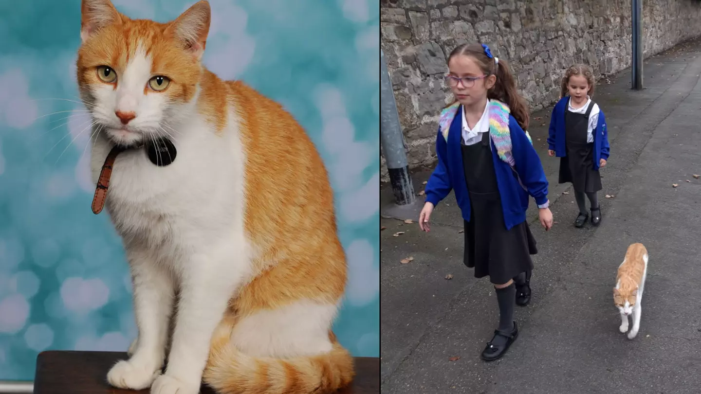 Mum in hysterics after family cat ends up in daughters' school photos