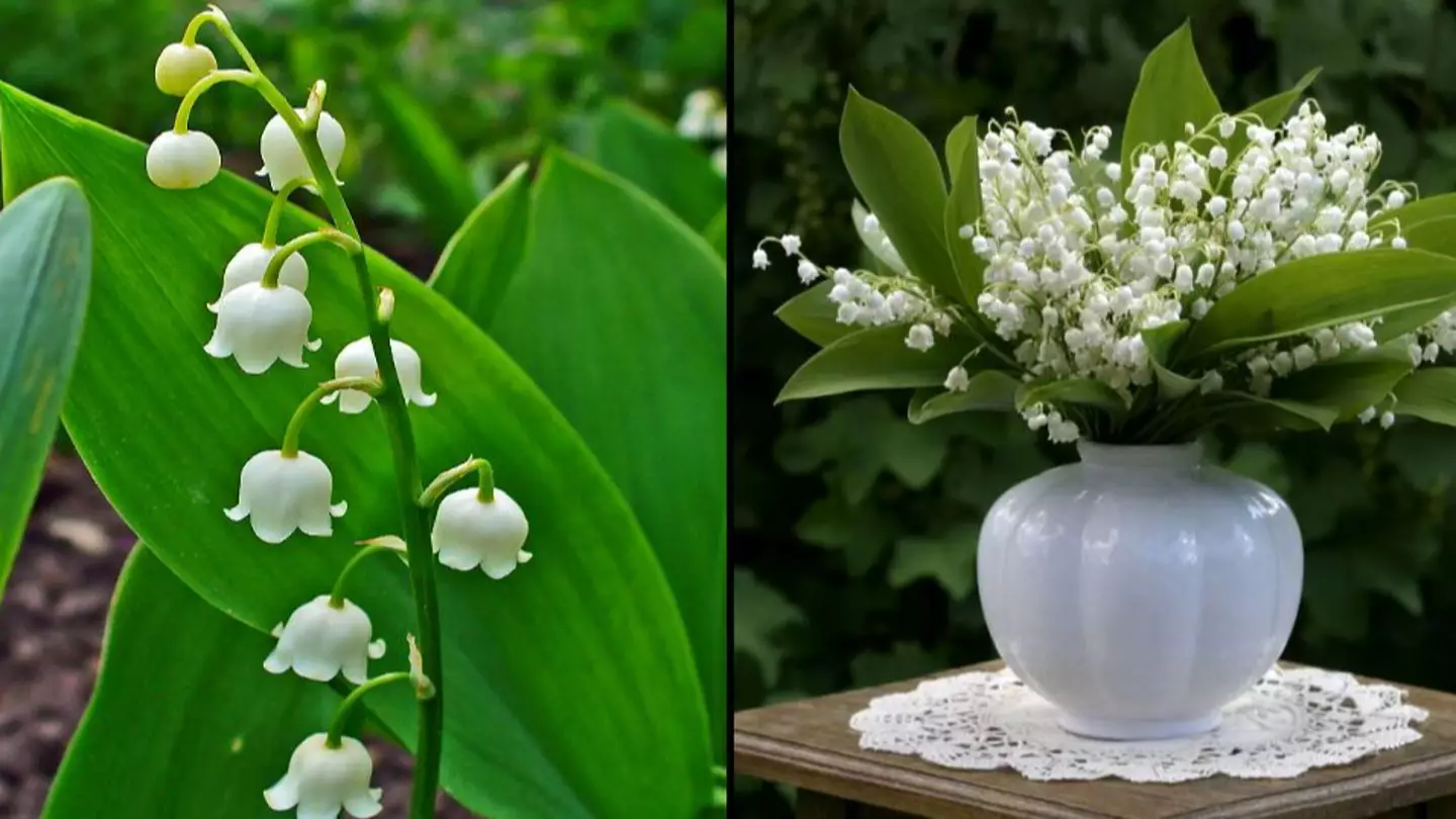 Experts say poisonous common flower is not safe around pets