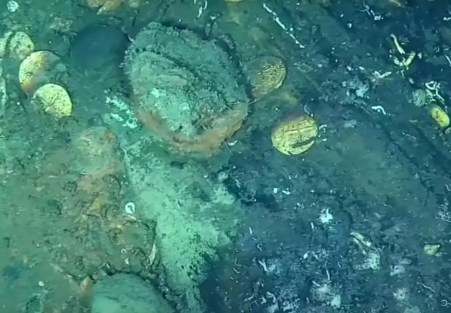 Golden coins were discovered among other valuable items (YouTube/DimarColombia)