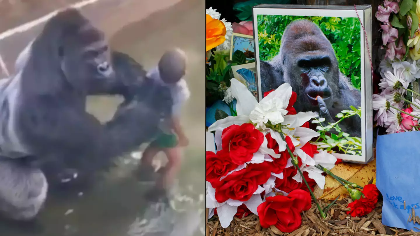 Mum of child who fell into Harambe's enclosure spoke out after incident that saw gorilla killed