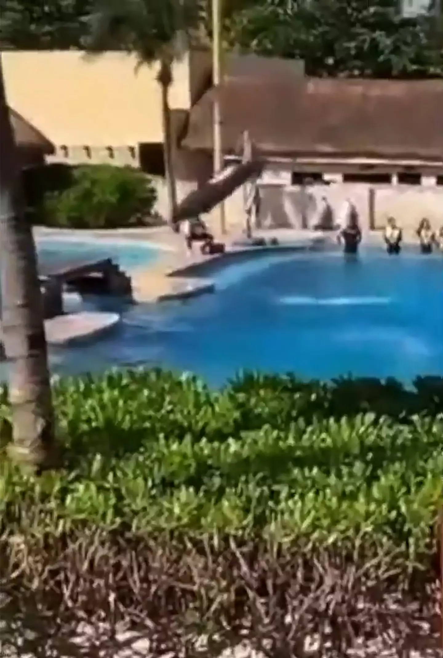 The dolphin performed the jump as part of a performance (NewsFlash)