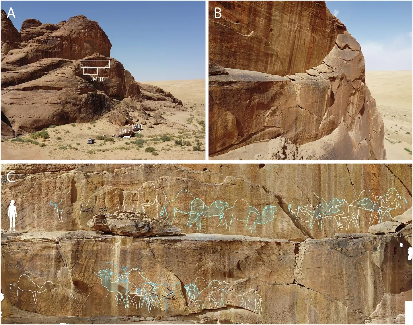 Many of them hung off the side of cliffs (Nature Communications)