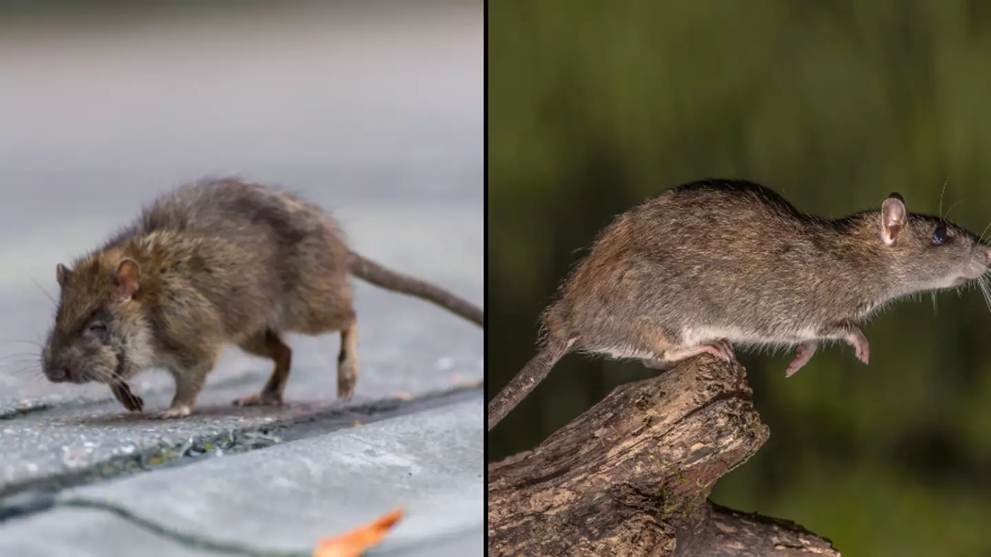 New breed of super rodents which are feared to be a threat to humans