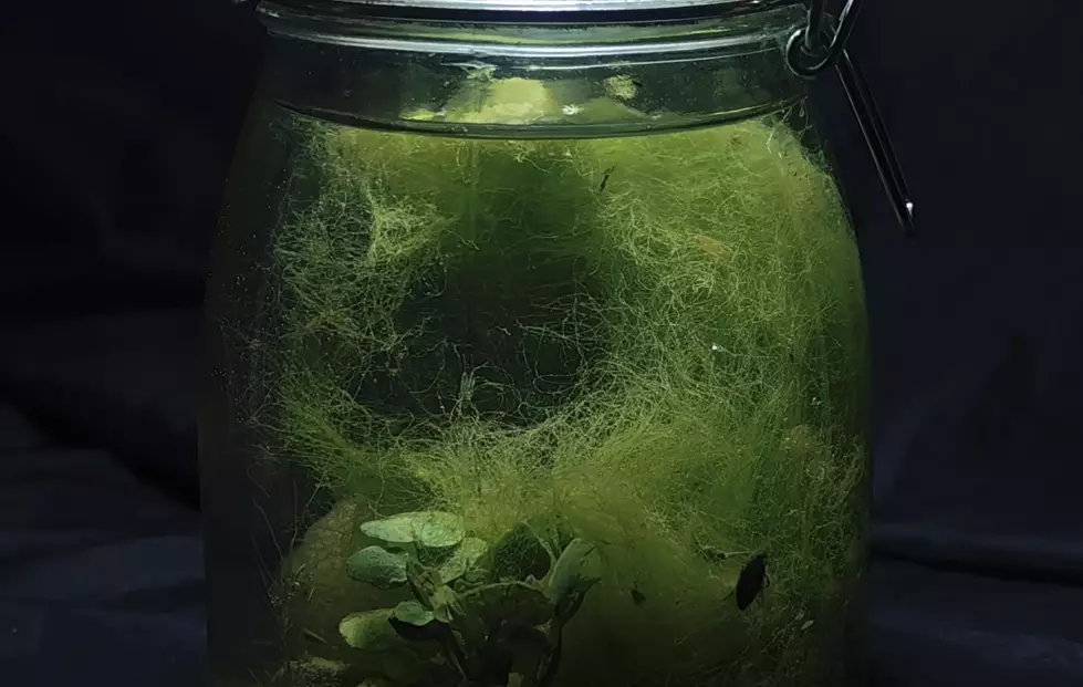 Looks pretty cool right? (YouTube/@HabitatForge)