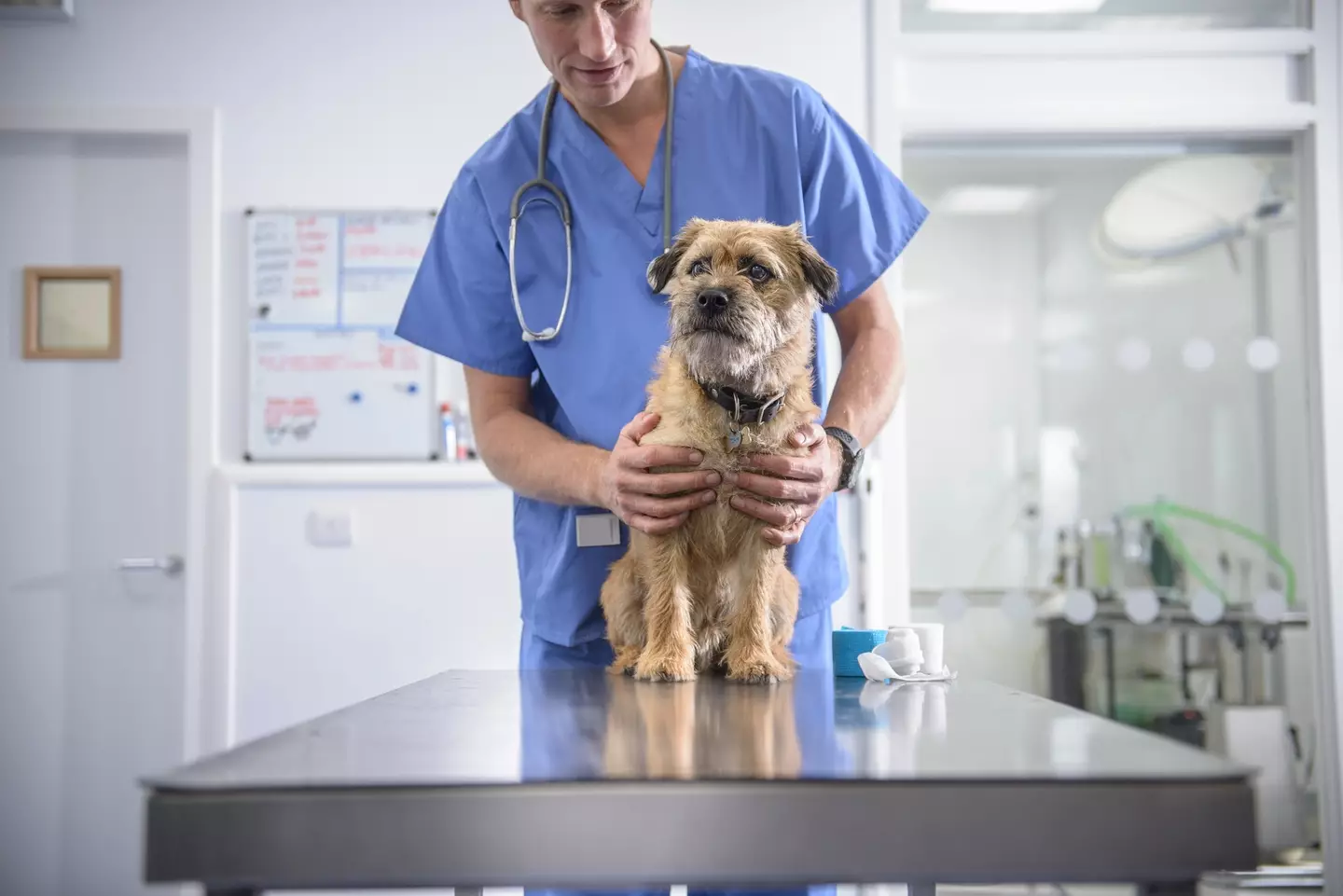A vet has issued a heart-wrenching plea to owners. (Getty Stock Photo)