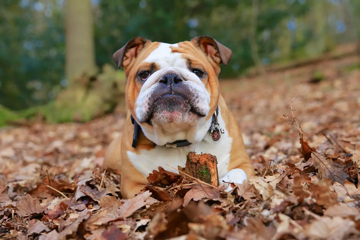 Flat-faced dogs are prone to breathing issues. (Getty stock image)