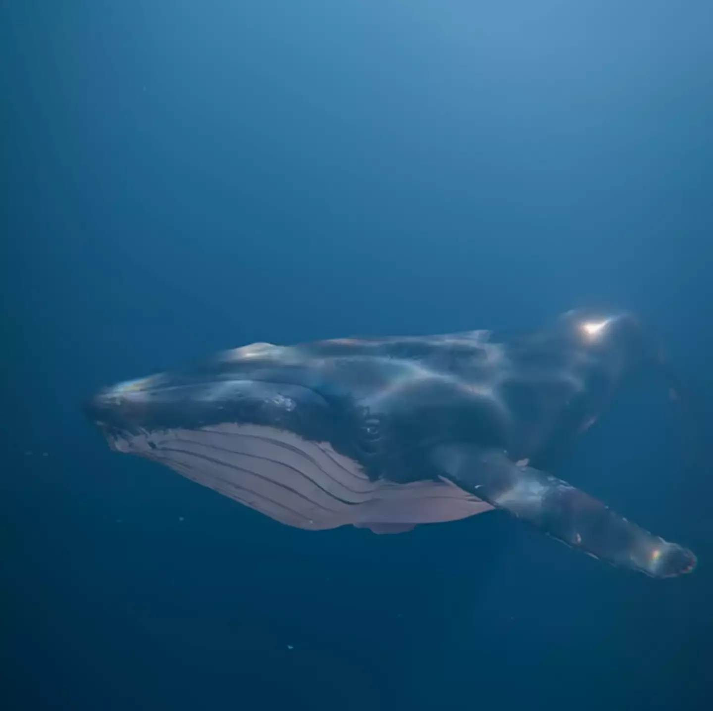 Packard said he could feel the muscles in the whale's mouth moving (Zackdfilms/YouTube)