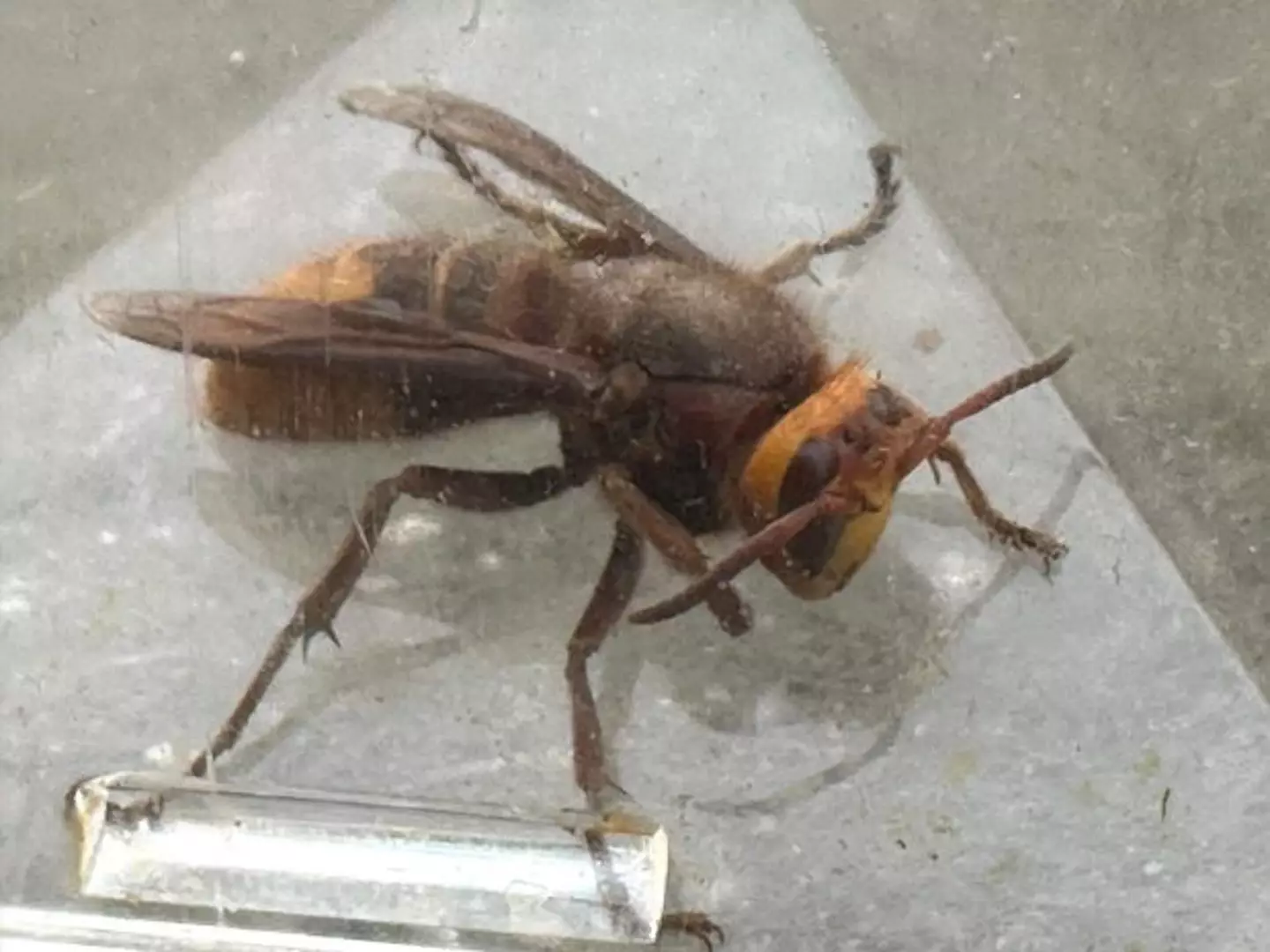 A pest expert has warned Asian hornets that 'chase for half a mile' are back in UK.