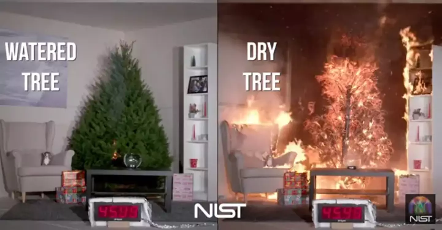 A Dry Christmas Tree Catching Fire,