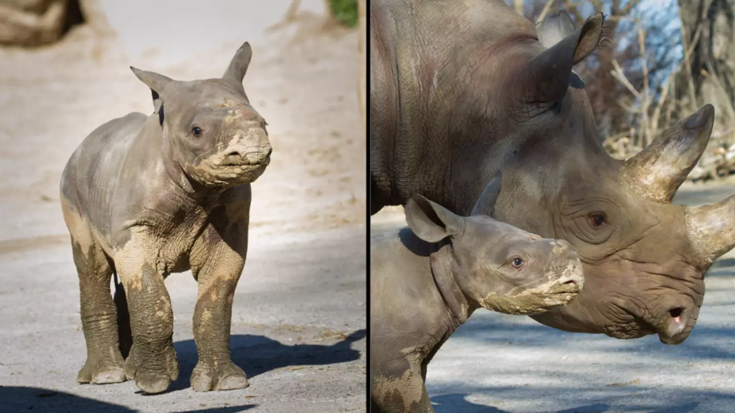 Czech Zoo Names Baby Rhino 'Kyiv' In Honour Of Ukraine's Resistance