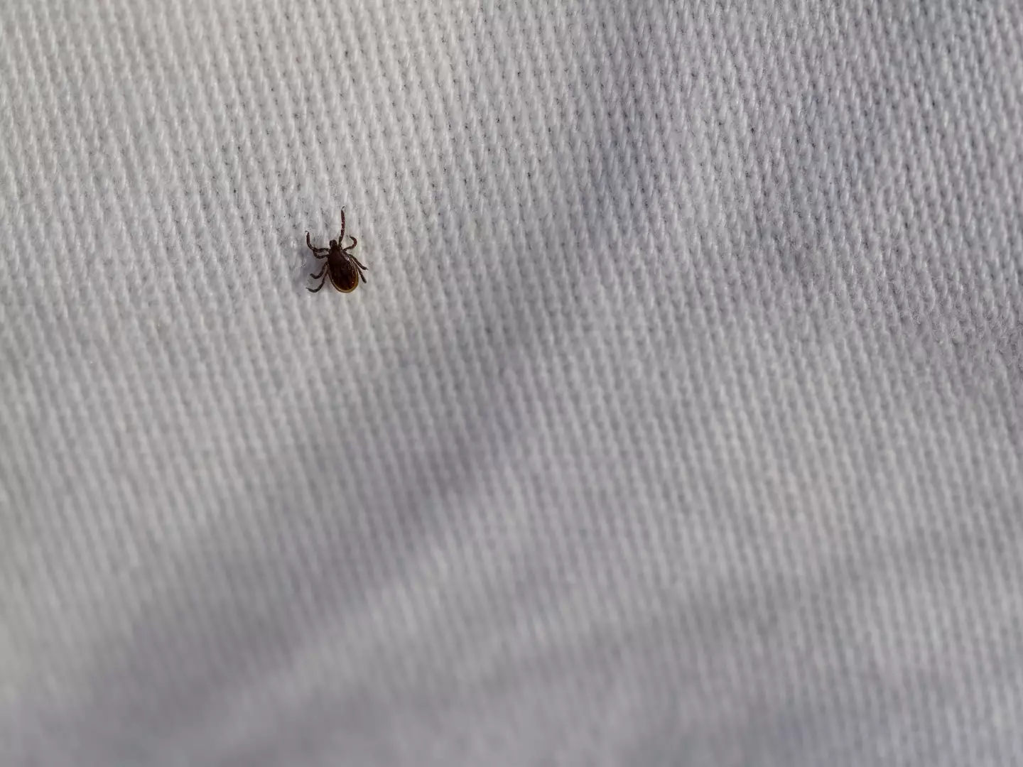 The alopecia occurred after the insect bite (Getty Stock Photo)