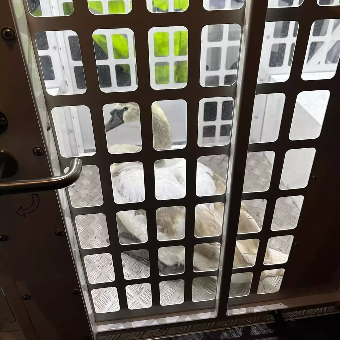 The swan was loose in the home of Hot Fuzz.