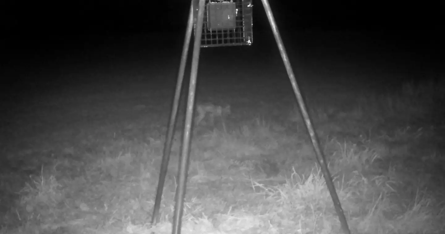 Take a look at this picture, do you see it? (Michael Demel / Pen News)