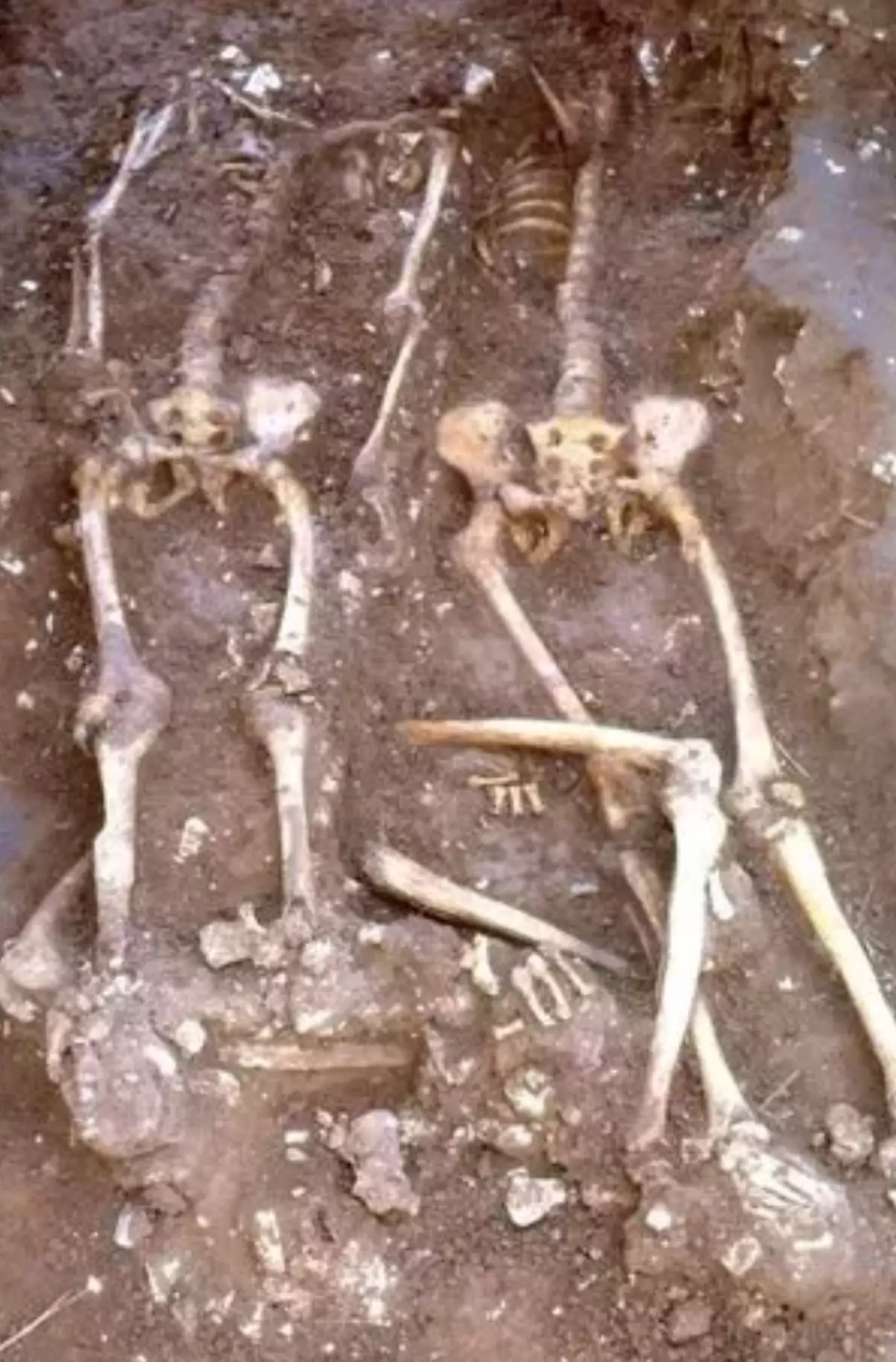 Some of the skeletons found at the site.