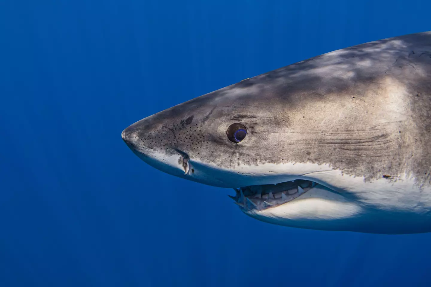Great white shark swimming underwater in Mexican waters.