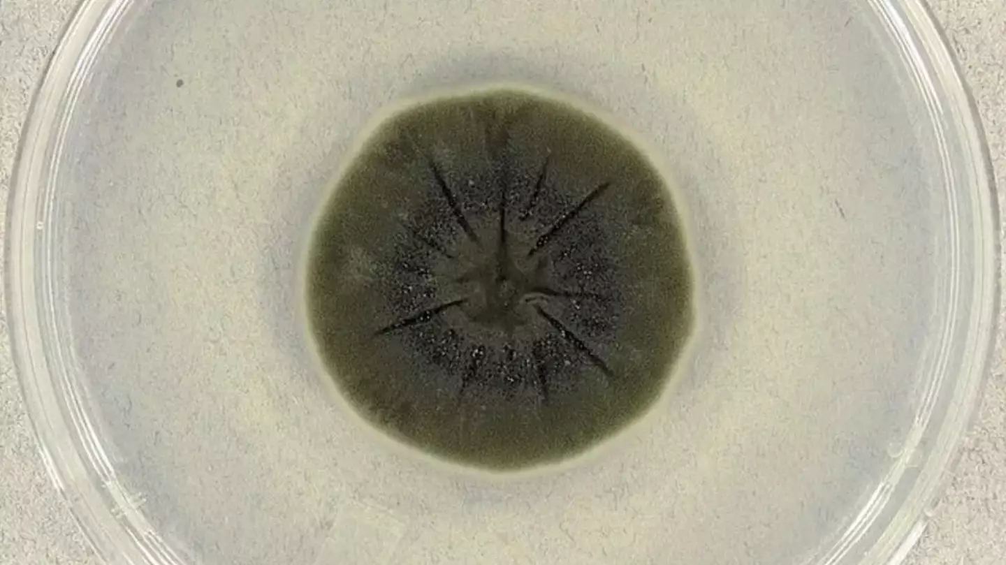 Medmyco/Wikimedia