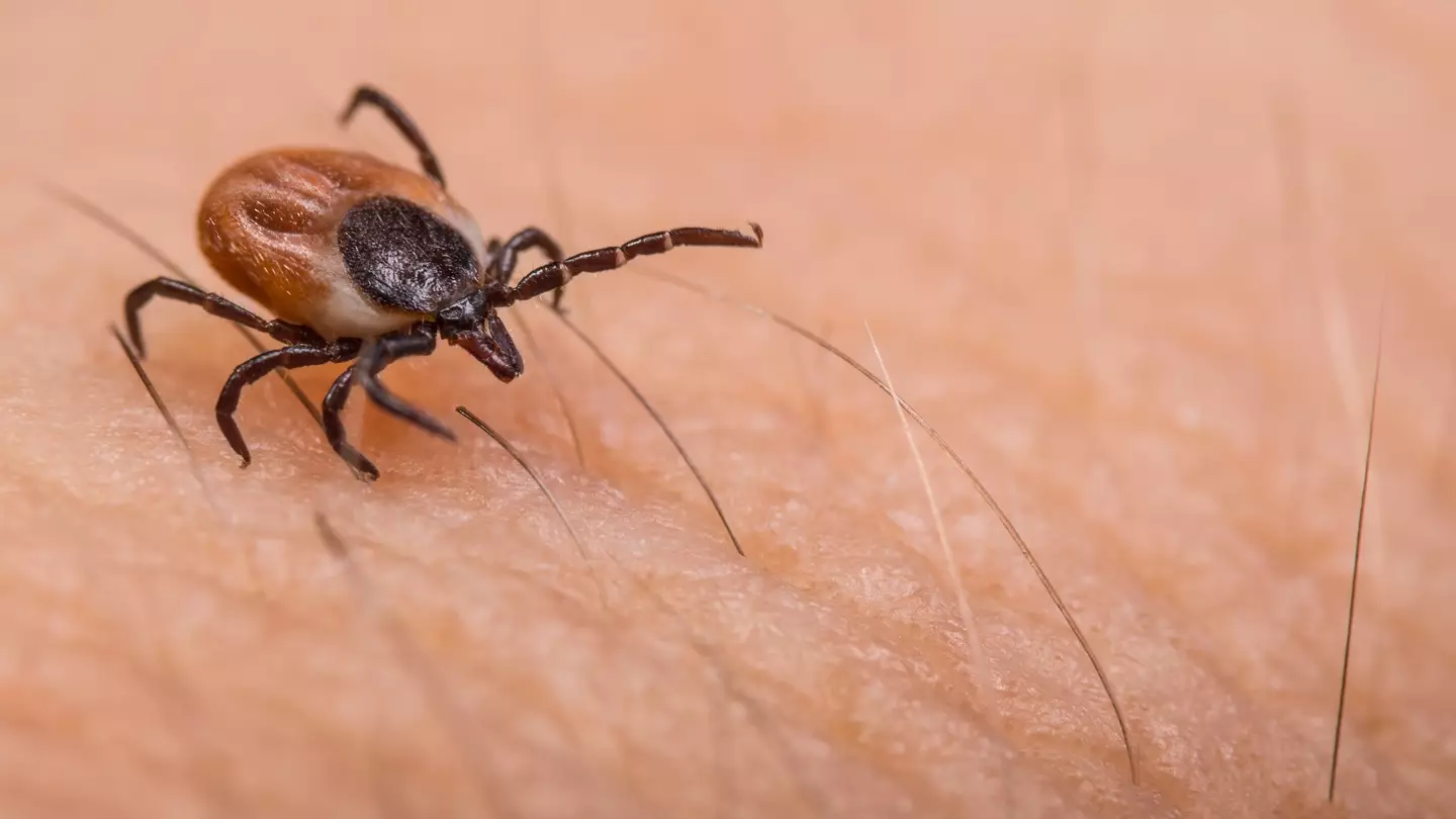 If you are bitten by a tick, remove it as quickly and safely as possible.