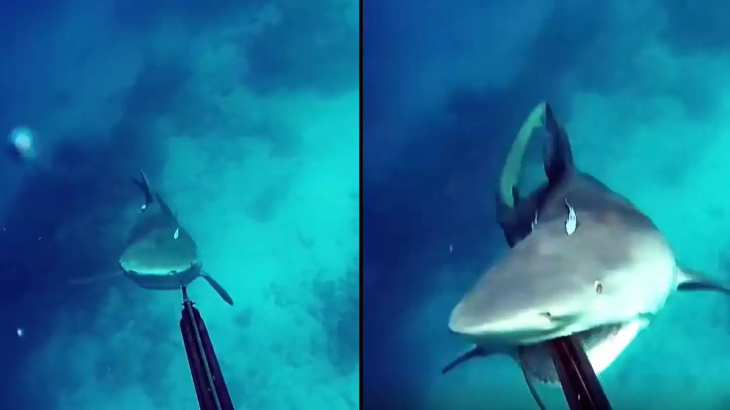 Spear fisherman shares terrifying moment he came face to face with shark, it didn't end well