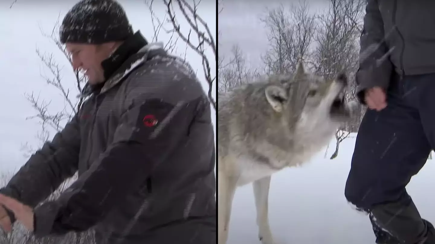 Wild moment Steve Backshall is bitten by wolf as camera crew get too close filming documentary