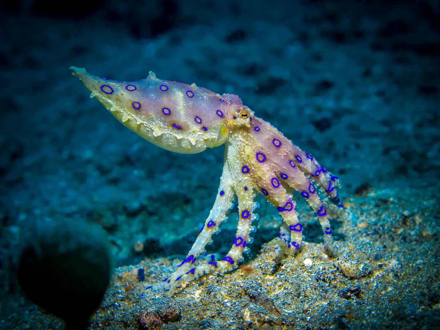 The blue-ringed octopus can kill humans within a few minutes (Getty Stock Image)