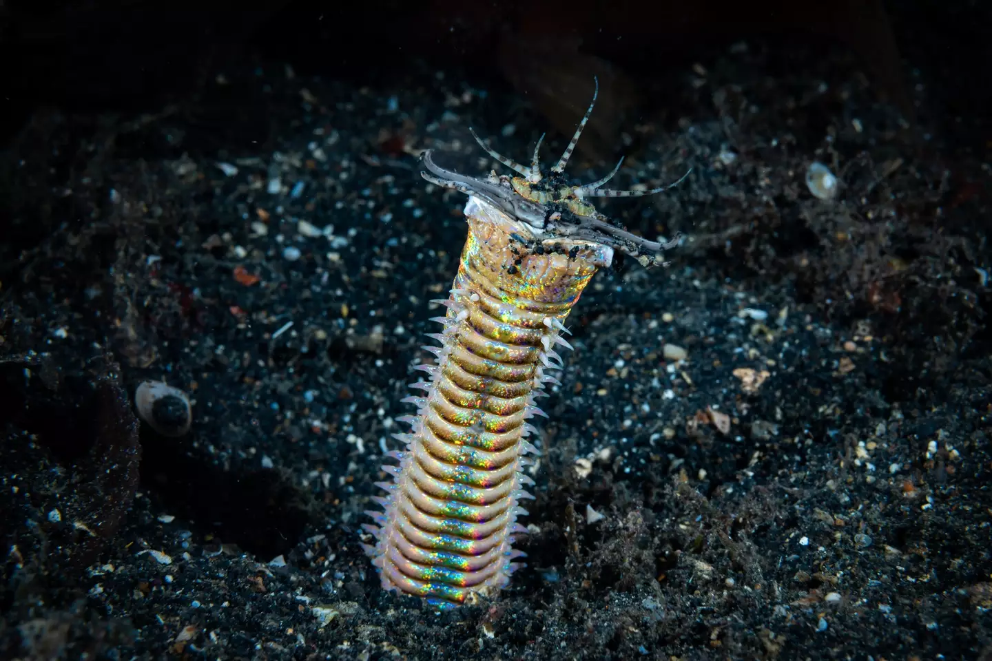 Bobbit Worms are covered in venomous bristles which can cause permanent numbness in humans.