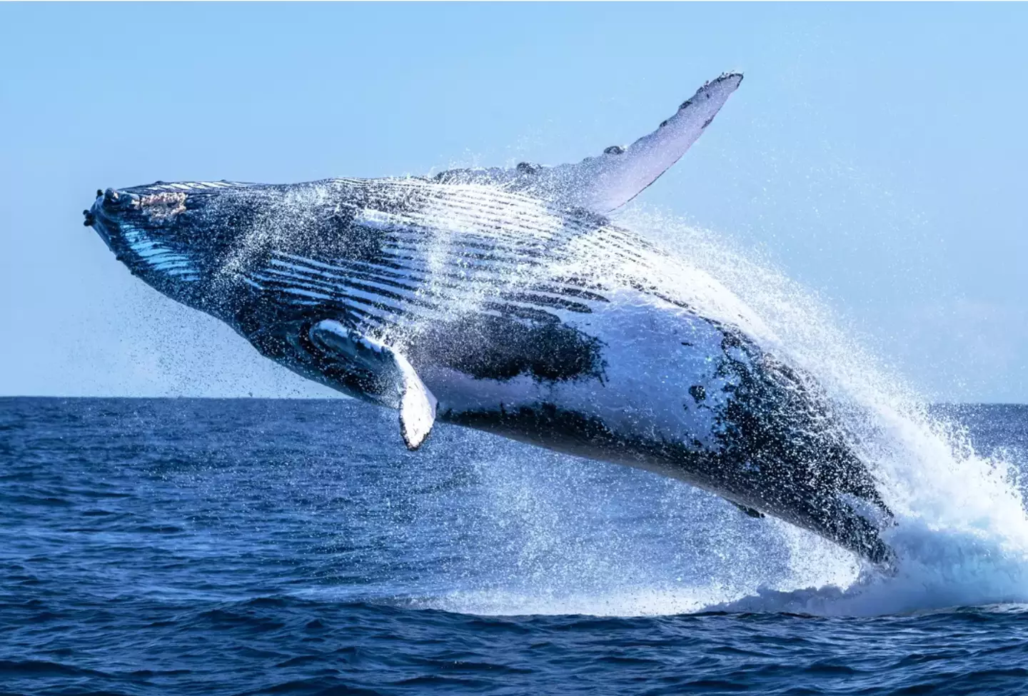 The humpback whale is one of the biggest sea creatures out there.
