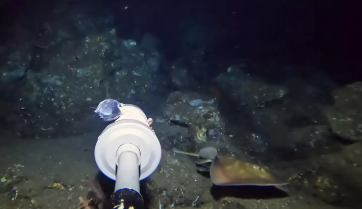 The appearance of the stingaree, bottom right, was a massive surprise for Dillarstone (YouTube/Barny Dillarstone)