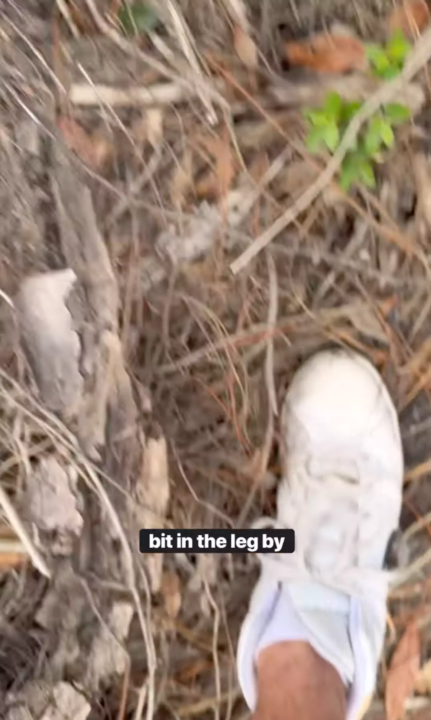 The snake's bite saw him airlifted to hospital (@davidorin1/YouTube)