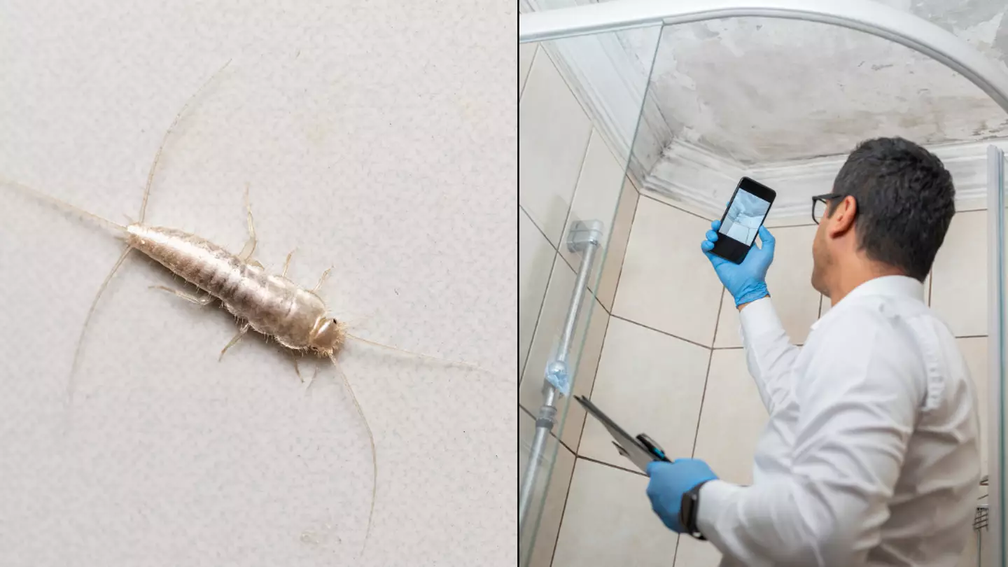 Brits urged to watch out for 'primitive' bugs that can 'cost a lot' if you find them in your home