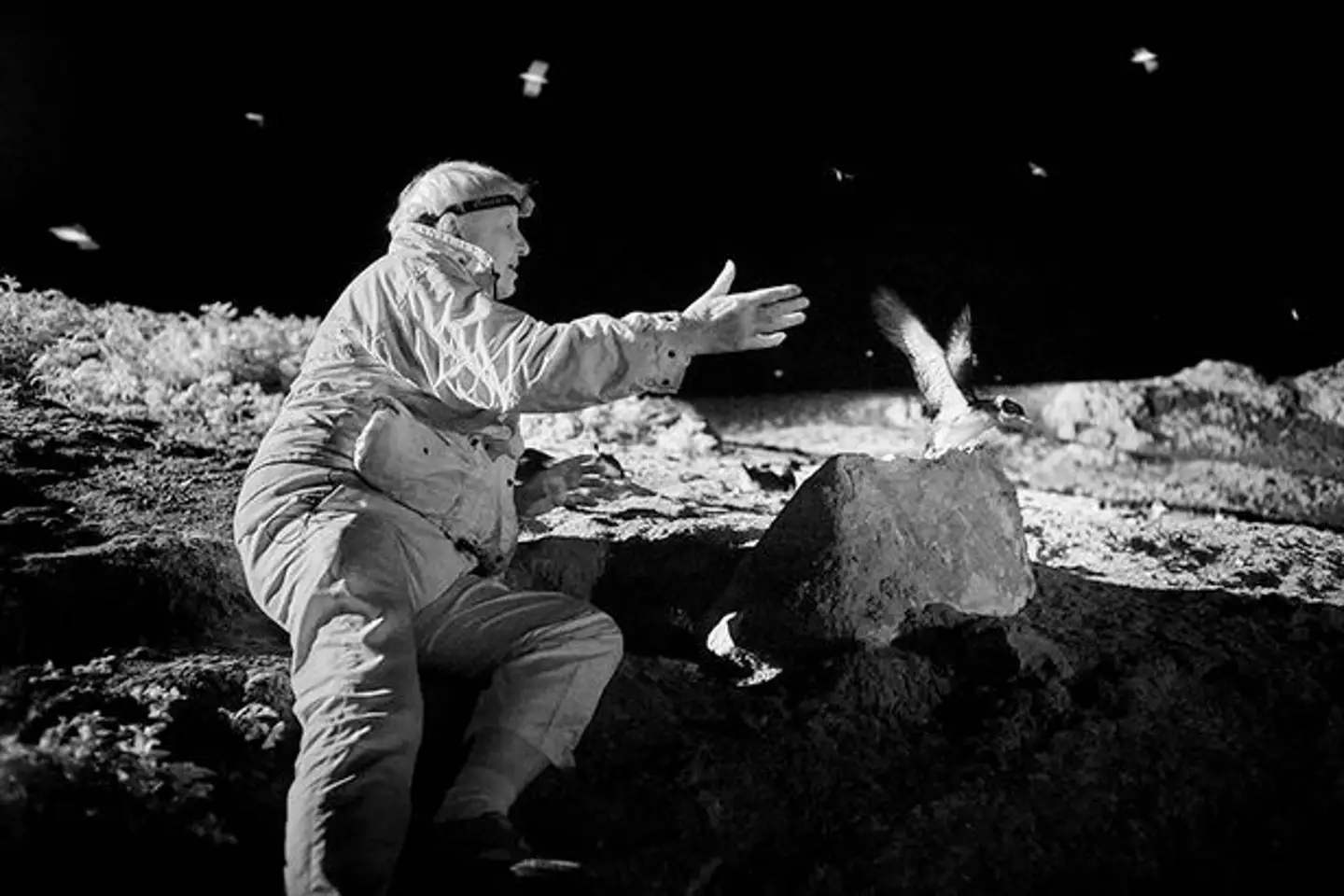 Sir David Attenborough getting up close and personal with a Manx shearwater chick.