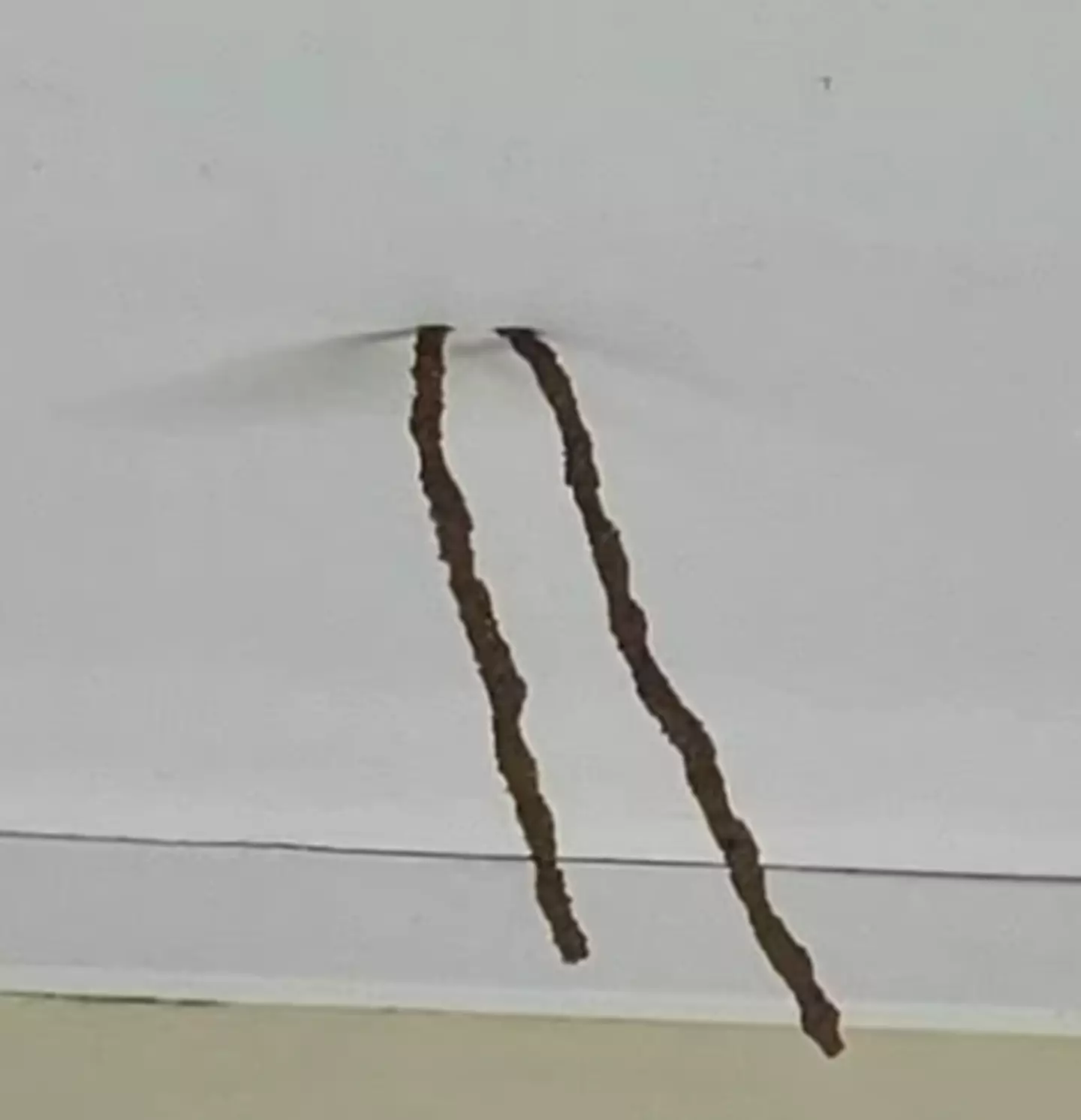 These mysterious looking twigs left one poor renter baffled.