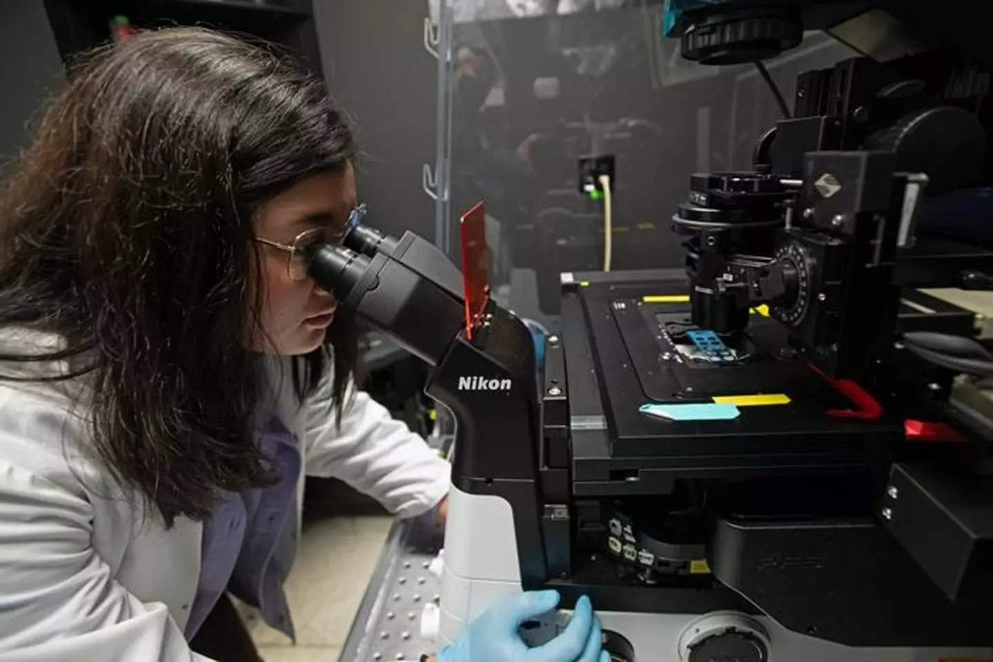 Siena Glenn, a Washington State University Ph.D. student uses a high-powered microscope. (Ted S. Warren, Washington State University College of Veterinary Medicine)